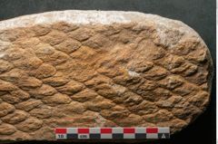 Foto (Detailansicht) von Lepidodendron aculeatum St. (NHMW-GEO-2024-0188-11018)